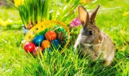 Easter bunny