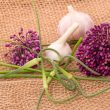 garlic flowers