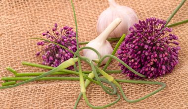 garlic flowers