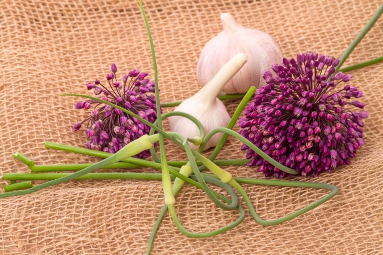 garlic flowers