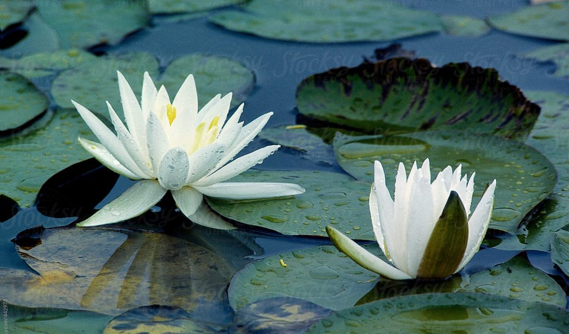 nymphaea odorata