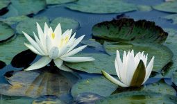 nymphaea odorata