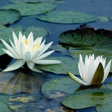 nymphaea odorata