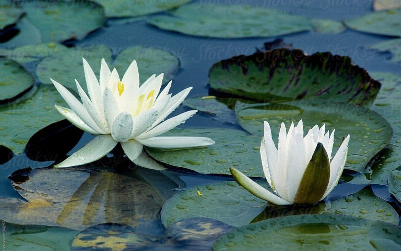 nymphaea odorata