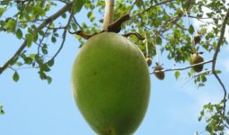 Baobab Fruit