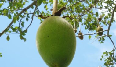 Baobab Fruit