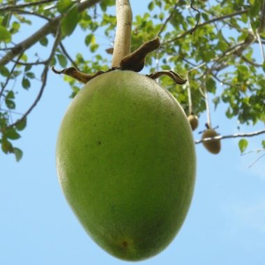 Baobab Fruit