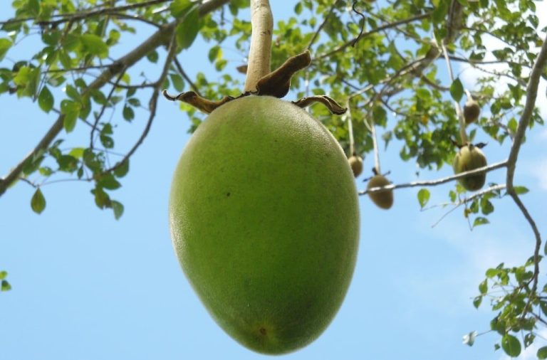 Baobab Fruit