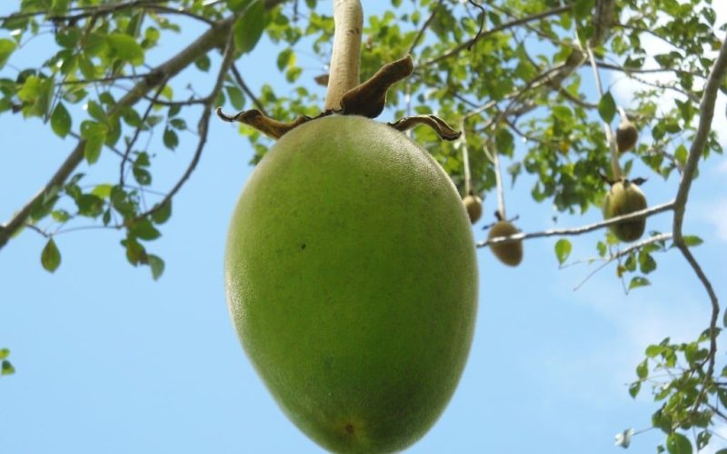 Baobab Fruit