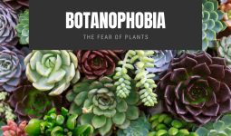 Botanophobia The Fear of Plants