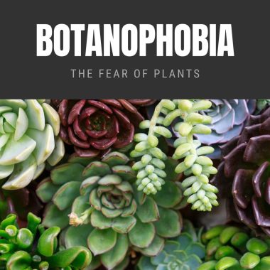 Botanophobia The Fear of Plants