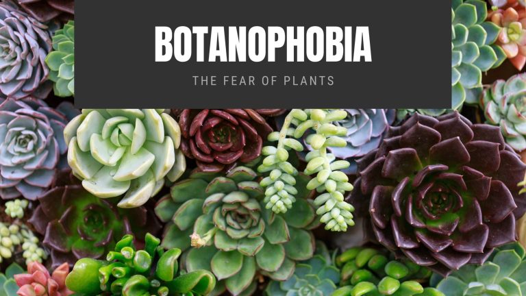 Botanophobia The Fear of Plants