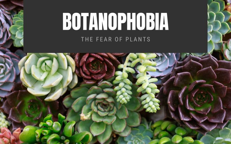 Botanophobia The Fear of Plants