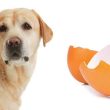 Eggshells to Dogs