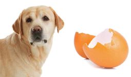 Eggshells to Dogs
