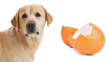 Eggshells to Dogs