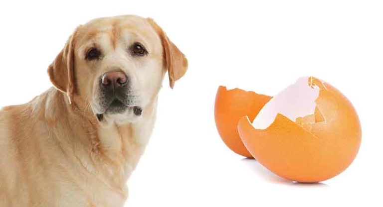 Eggshells to Dogs