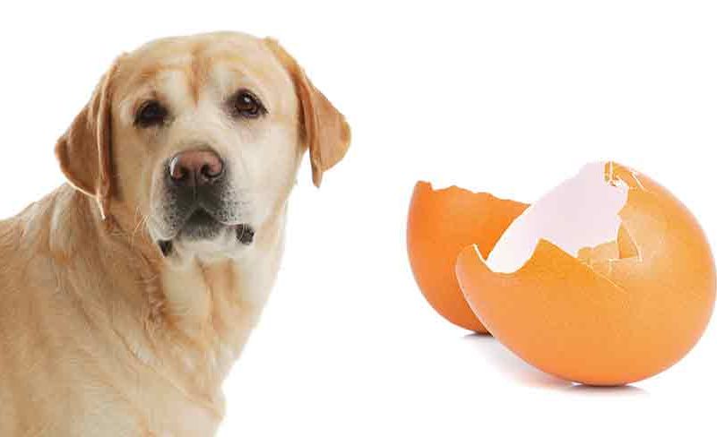 Eggshells to Dogs