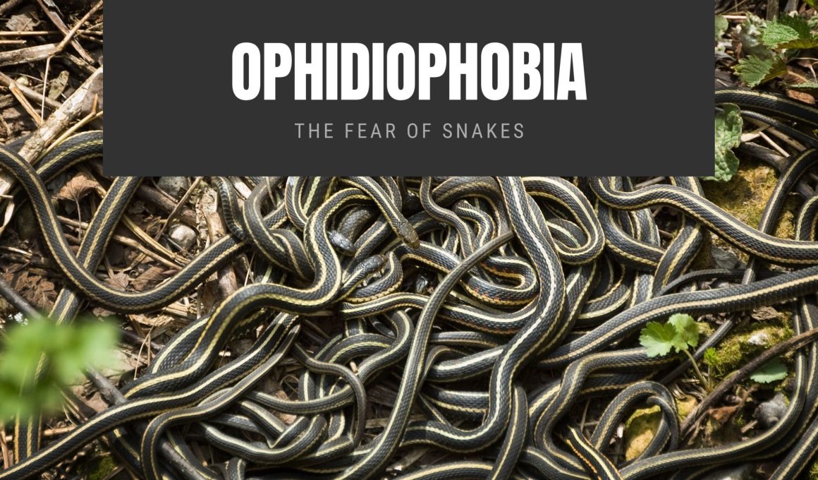 Ophidiophobia The Fear of Snakes