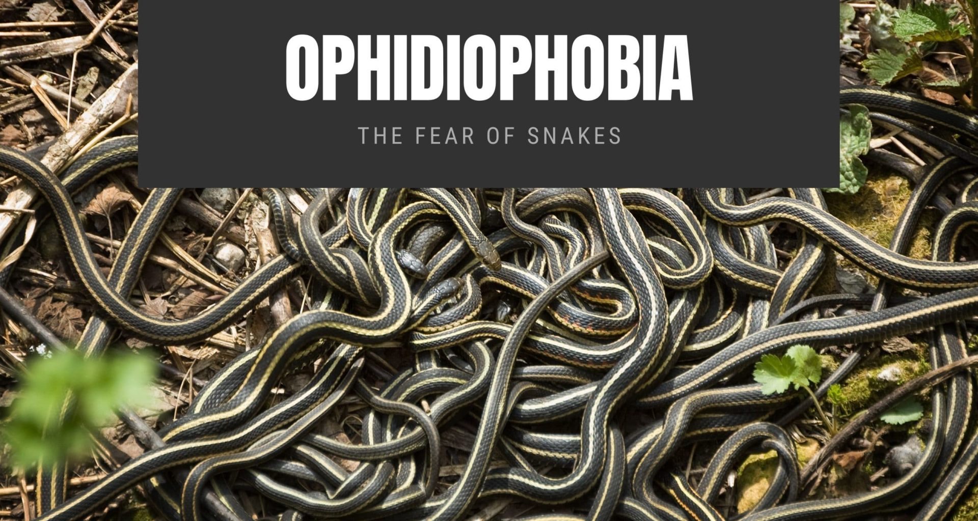 Ophidiophobia The Fear of Snakes