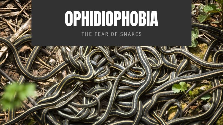 Ophidiophobia The Fear of Snakes