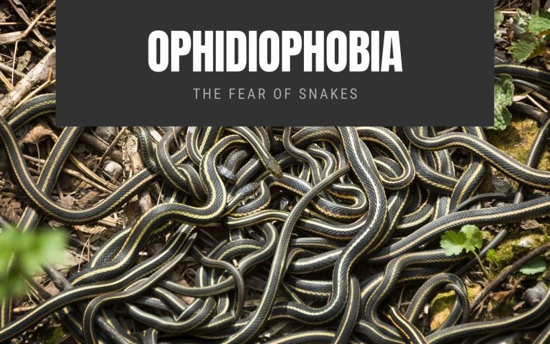 Ophidiophobia The Fear of Snakes