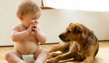 pet and baby