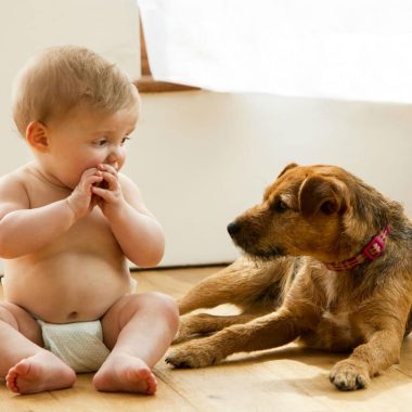 pet and baby