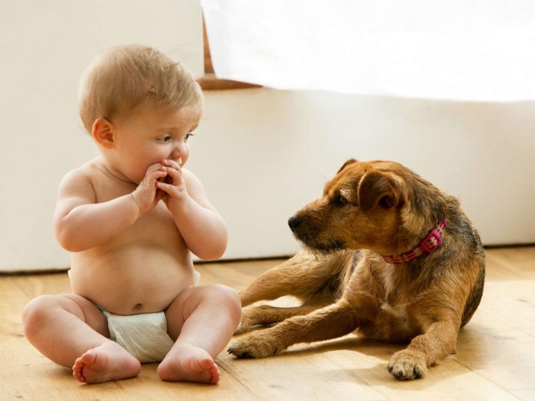 pet and baby