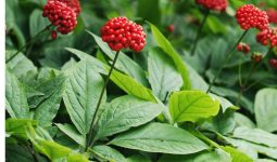 Panax ginseng