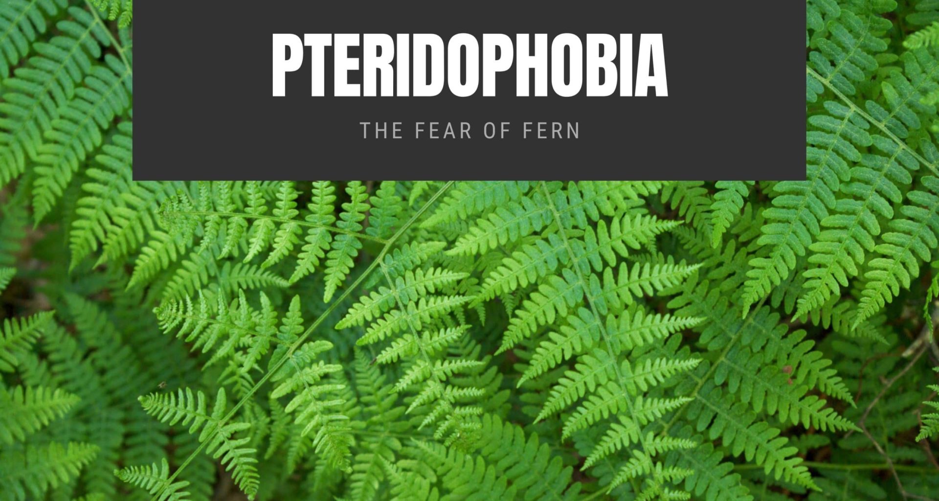 Pteridophobia The Fear of Fern