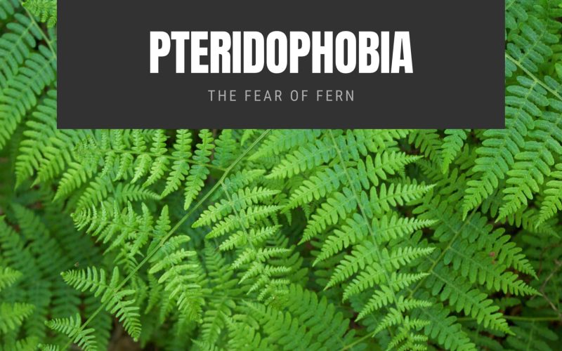 Pteridophobia The Fear of Fern