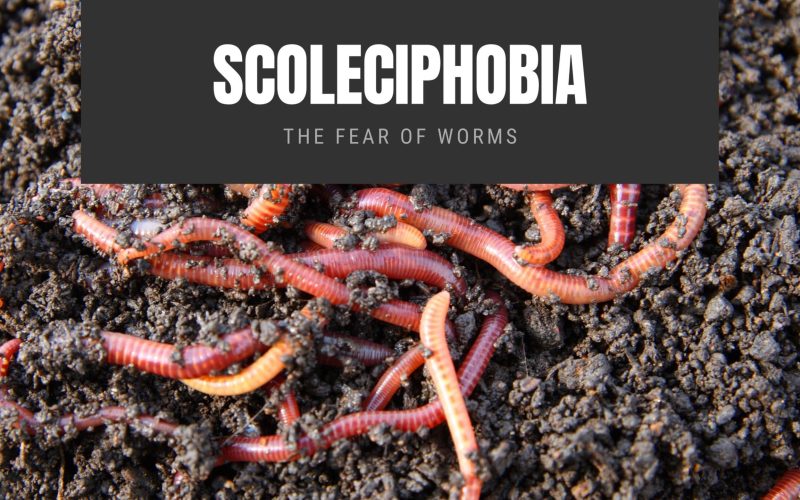 Scoleciphobia The Fear of Worms