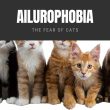 Ailurophobia The Fear of Cats