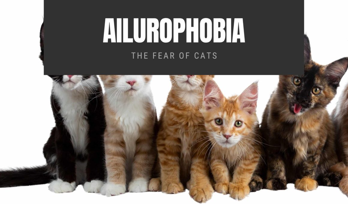 Ailurophobia The Fear of Cats