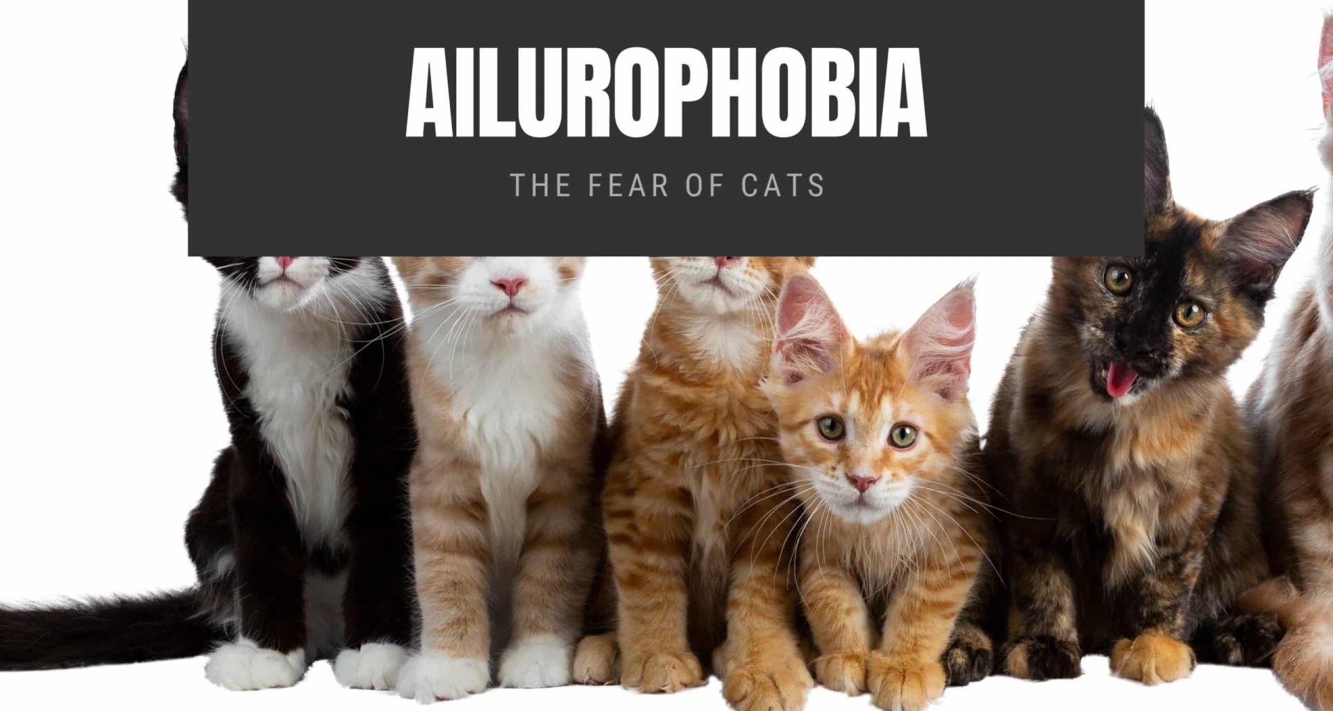 Ailurophobia The Fear of Cats