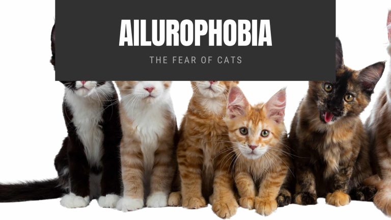 Ailurophobia The Fear of Cats