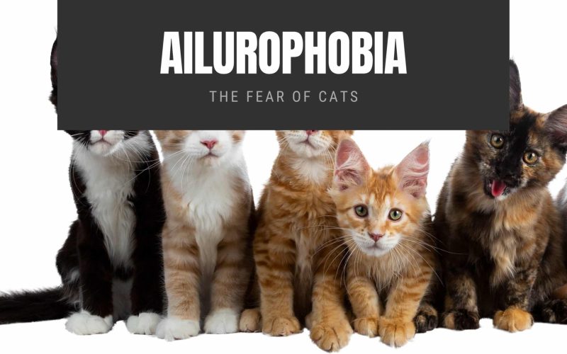 Ailurophobia The Fear of Cats