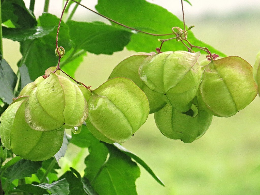 Balloon Vine