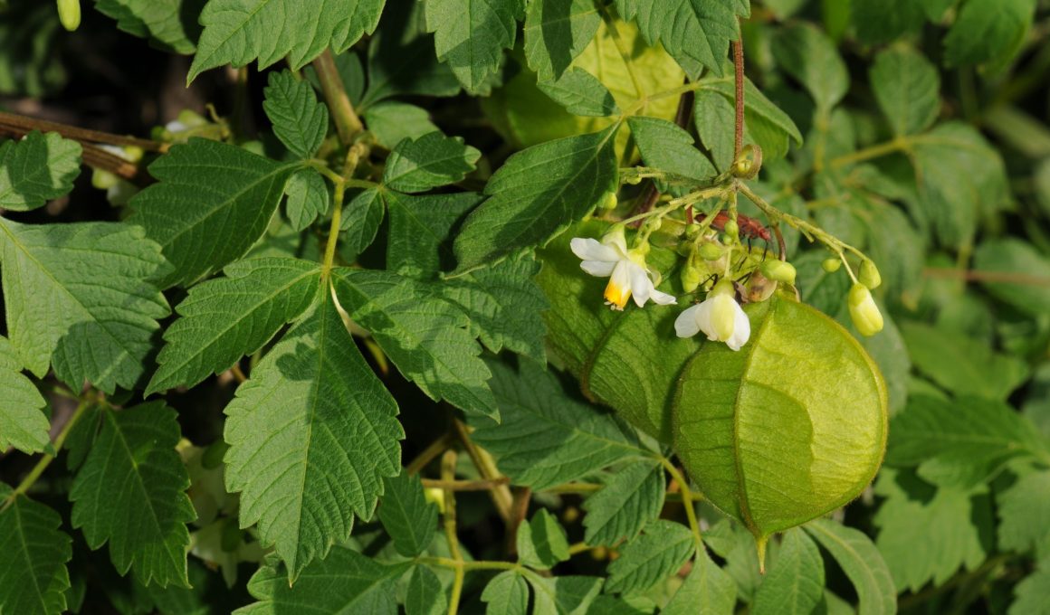 Balloon Vine