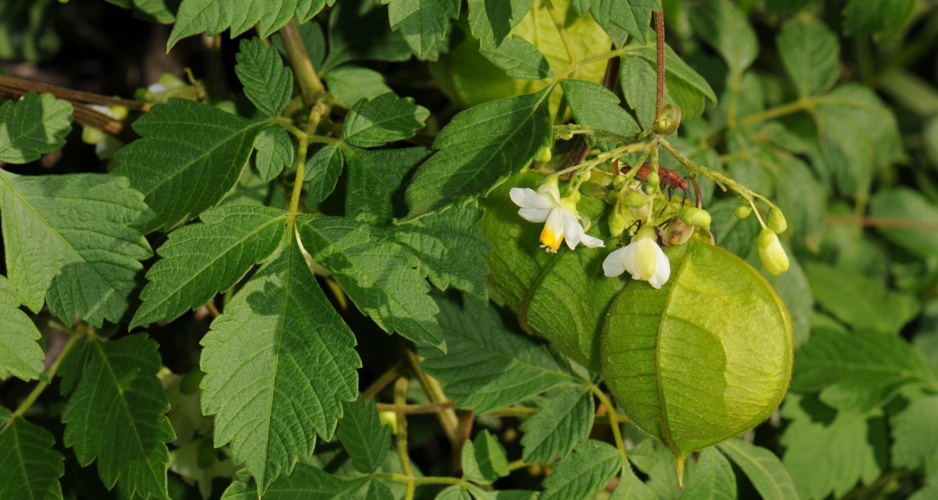 Balloon Vine