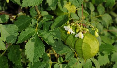 Balloon Vine