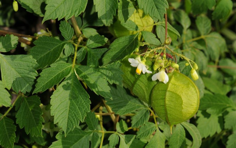 Balloon Vine