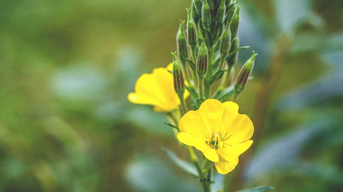 Evening Primrose Oil