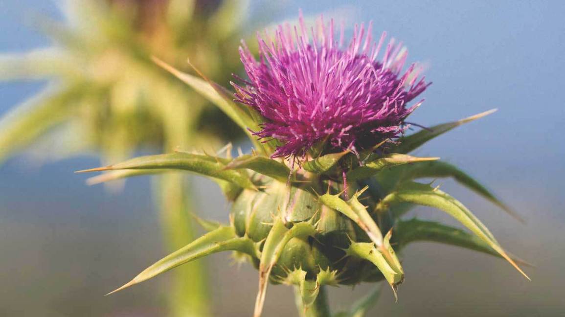 Milk thistle