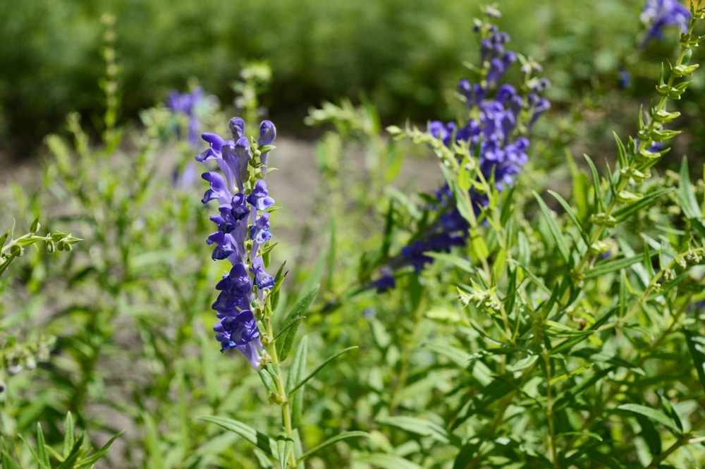 Skullcap