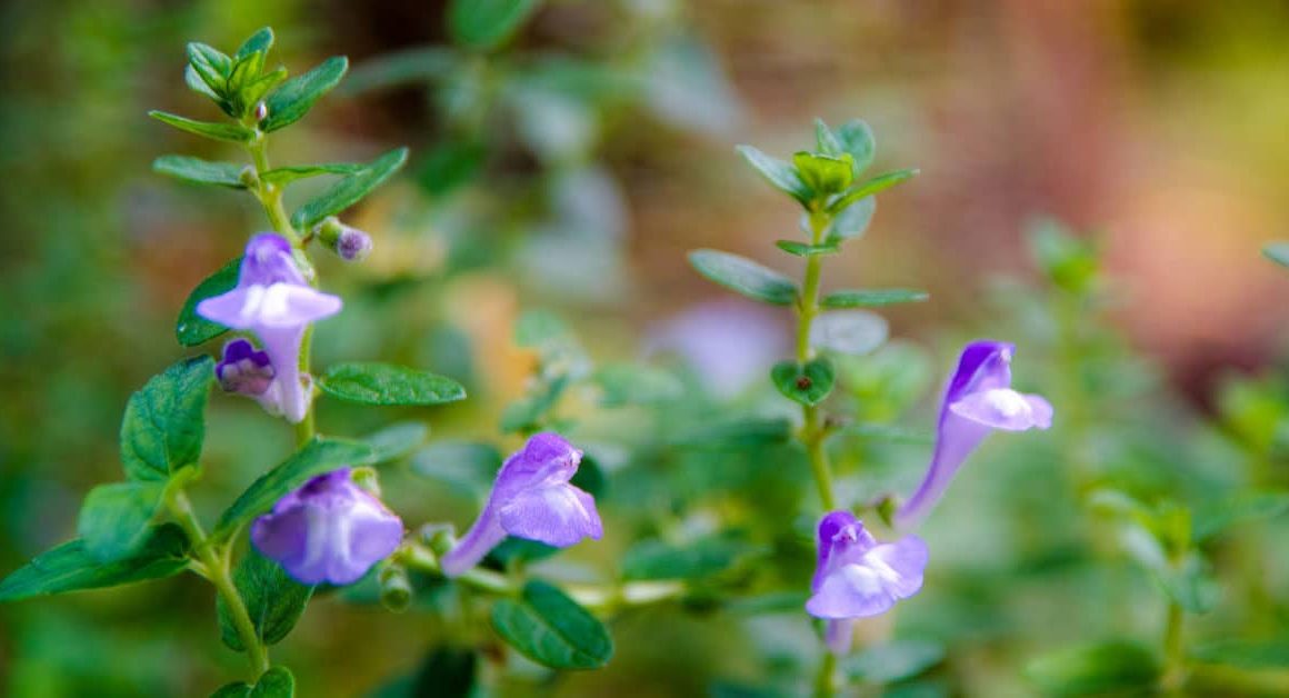 Skullcap