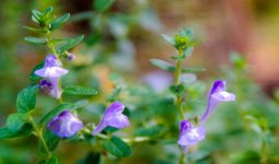 Skullcap