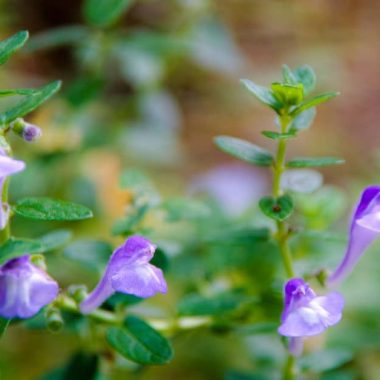 Skullcap