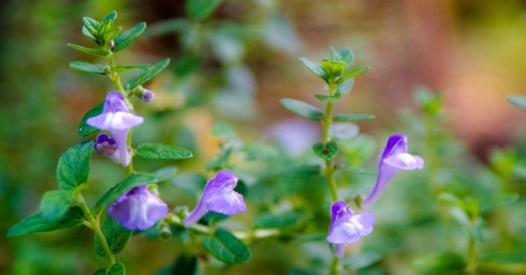 Skullcap